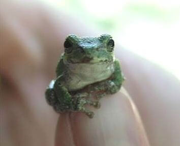 Amphibian Walk at Walden Preserve led by Professor Diba Khan Bureau