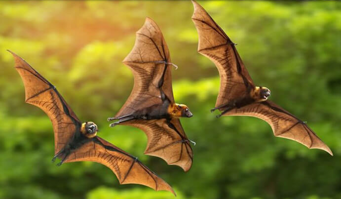 Bat Seminar at TRCC