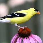 CT birds