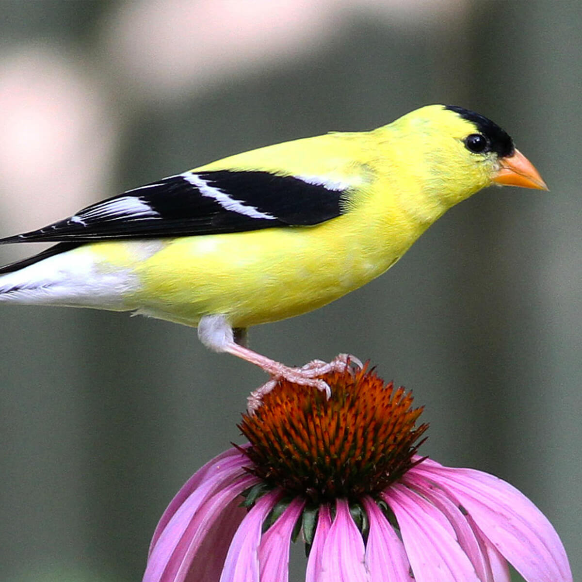 Environmental Issues Seminar: Bird Conservation across Connecticut and Specifically in the Lyme Forest Block