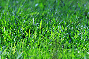 Environmental Issues Seminar: The History of the Green Lawn Dilemma: Coastal Water Quality Challenges in Connecticut