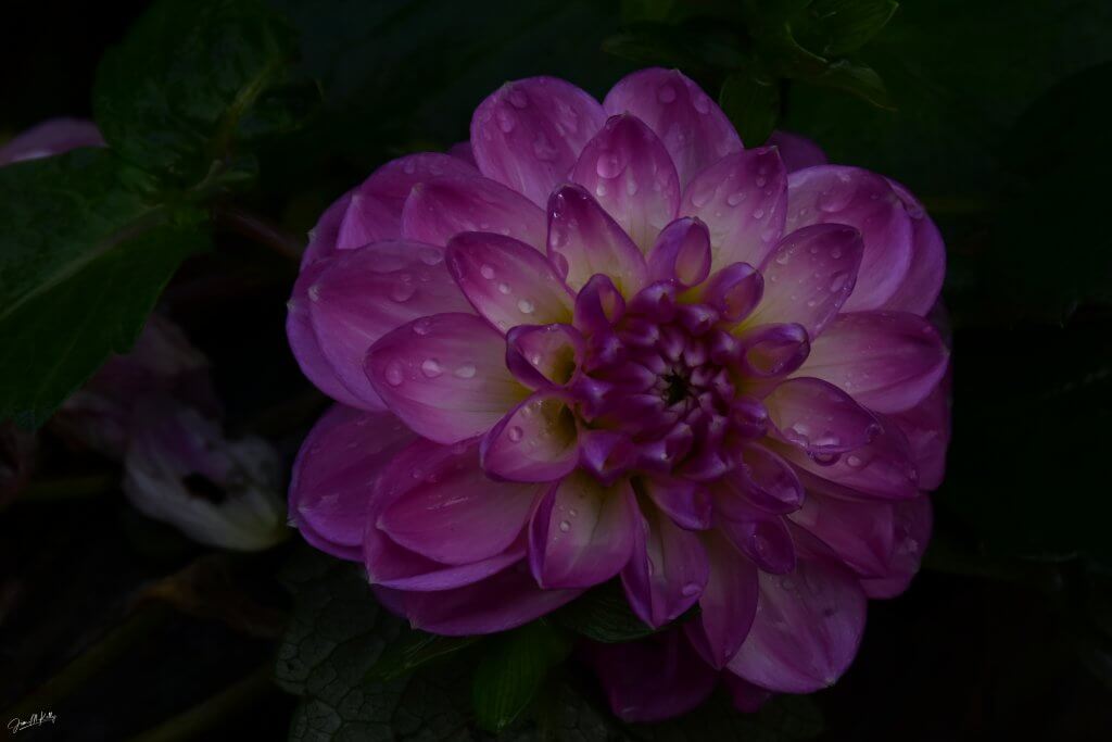 THE EVENING BEAUTY OF JESSICA'S GARDEN #1 - DIGITAL PHOTOGRAPH: NIKON D-7200...NIKKOR 18-140 LENS