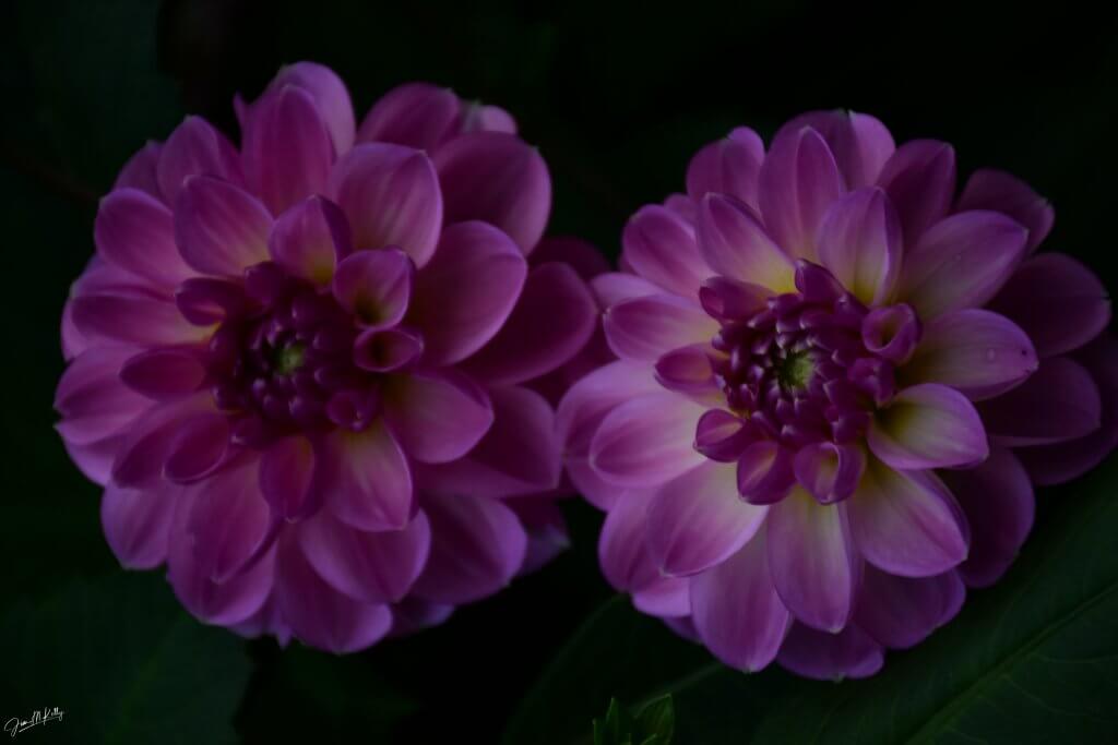 THE EVENING BEAUTY OF JESSICA'S GARDEN #2 - DIGITAL PHOTOGRAPH: NIKON D-7200...NIKKOR 18-140 LENS