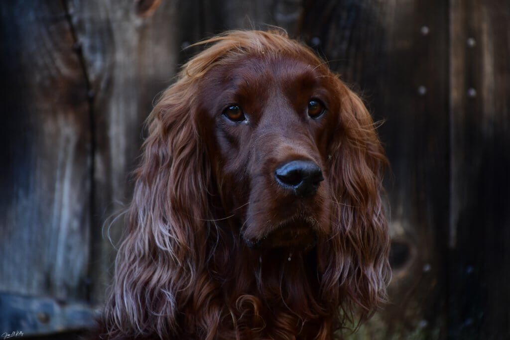 CARRAIG @ THE OLD SAWMILL - DIGITAL PHOTOGRAPH: NIKON D-7200...NIKKOR 18-140 LENS