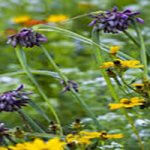 an up-close picture of wildflowers